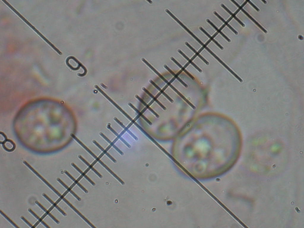 Oggi N�4... 12 Giugno 2010